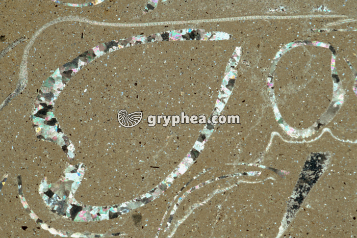 Lumachelle ou calcaire coquillier - Coquille de bivalve en CL dans calcaire coquiller LPA x2,5 - gryphea.org